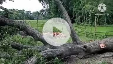 नरपतगंज: पोसदाहा वार्ड 8 में जबरन जमीन में काटे गए दो हरे वृक्षों के खिलाफ थाना में दिया आवेदन