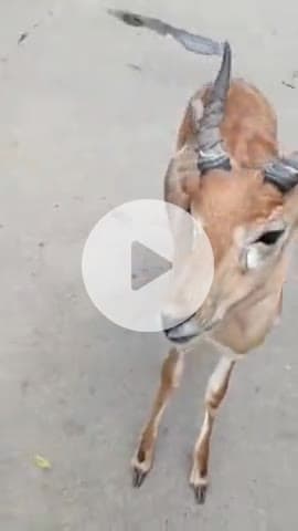 नरवल: गौशाला गांव में 4 महीने पूर्व मिले घायल हिरण का महिला ने कराया इलाज, ठीक होने पर वन विभाग को सौंपा