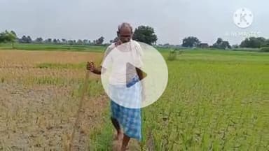 नूरसराय: नूरसराय के कठिनपुरा गांव में ज़मीन विवाद में बदमाशों ने धान की फसल बर्बाद की, राइफल की नोक पर दी घटना को अंजाम