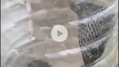 नवाबगंज: बाराबंकी में सांप के काटने से युवक की मौत, रास्ते में तोड़ा दम, 2 साल पहले हुई थी शादी