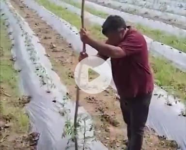 टीकमगढ़: टीकमगढ़: इंजीनियर की नौकरी छोड़ किसान बना शख्स, सालाना ₹15 लाख कमा रहा