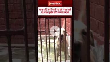 ‘वापस छोड़े जाएंगे पकड़े गए कुत्ते’ Stray Dogs को लेकर सुप्रीम कोर्ट का बड़ा फैसला | Supreme Court