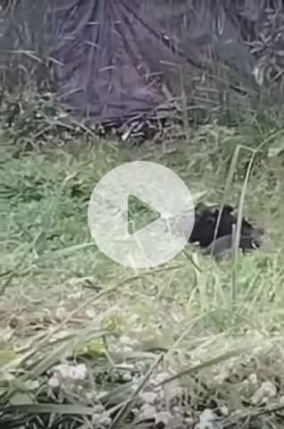 नवाबगंज: मसौली में तालाब में फंसे सांड को बचाने के लिए दो घंटे तक चला रेस्क्यू, ग्रामीणों ने दिखाया साहस