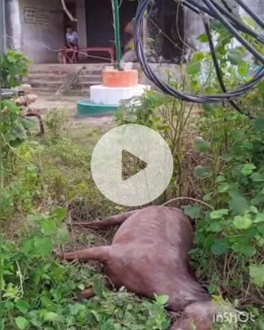 शाम्हो अकहा कुरहा: बिसको मान भवन बिजुलिया के पास बिजली के चपेट में आकर घोड़े की मौत, जानें क्या है घटना की वजह#हादसा