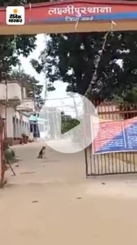 लक्ष्मीपुर प्रखंड थाना क्षेत्र में सिंघिया गांव में हथियार के साथ हुई गिरफ्तार थाना इंचार्ज अभिषेक सिंह
