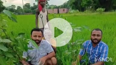 पतरघट: पतरघट प्रखंड के जम्हरा पंचायत में पर्यावरण संरक्षण हेतु 500 छायादार वृक्षों का रोपण किया गया