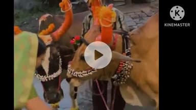 खंडवा नगर: पोला पर्व: बैलों को सजाकर निकाला गया, मंदिरों में दिलाई सलामी