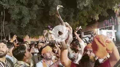 सरदारशहर: मनोकामना पूर्ण गोगामेड़ी पर विशाल जागरण और जहरीले सांपों के साथ गोगा जी महाराज के विशाल अखाड़े का आयोजन हुआ