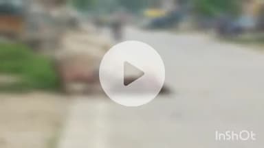 बिधूना: ऐरवाकटरा क्षेत्र के बिधूना किशनी मार्ग पर मृत गौवंश के शव की हो रही दुर्दशा