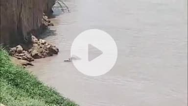 फतेहाबाद: ग्राम मेहरा नाहरगंज में यमुना नदी में पानी बढ़ने के साथ शुरू हुआ कटान, लोगों को नदी से दूर रहने की दी गई सलाह