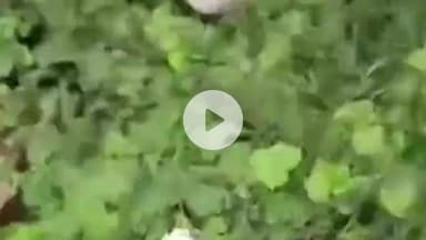 सुल्तानपुर: सुलतानपुर जिले के हयातनगर इमामबाड़े में मोहर्रम जुलूस से पहले सफाई की अनदेखी, स्थानीयों में बढ़ा आक्रोश