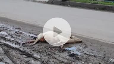 चौपारण: चौपारण में घायल जानवर तीन दिनों से सड़क किनारे तड़प रहा, प्रशासन बेखबर