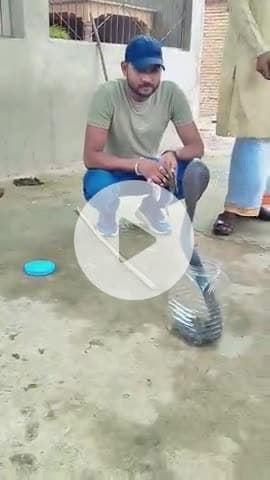 टीकमगढ़: अजनौर में मिला स्पेक्टिकल कोबरा, सर्प मित्र ने किया रेस्क्यू, 20 मिनट में हो सकती है मौत, की अपील