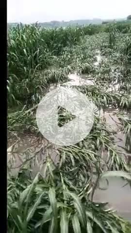 बाह: यमुना का जलस्तर बढ़ने से विक्रमपुर के कछार में बाजरा की फसलें डूब गईं