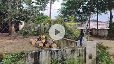 कोंडागांव: कोंडागांव के विकासनगर स्टेडियम के पास हरे पेड़ों की अवैध कटाई, 'एक पेड़ मां के नाम' जैसे अभियानों पर लग रहा है ग्रहण