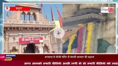 #बरसाना के श्रीजी #मंदिर में जंगली #जानवर की दहशत, श्रद्धालुओं में अफरा-तफरी,
#ShrijiMandir