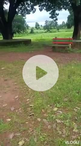 बैकुंठपुर: कोरिया जिला के ग्राम पंचायत मुड़ी झरिया में मनमानी सचिव सरपंच के द्वारा अरहर मक्का का खेती किया गया है