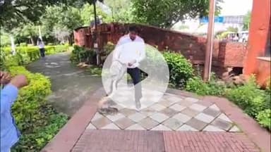 लाडपुरा: चंबल उद्यान में टिकट विंडो के निकट 8 फीट लंबा अजगर मचाया हड़कंप, स्नेक कैचर गोविंद शर्मा ने किया रेस्क्यू