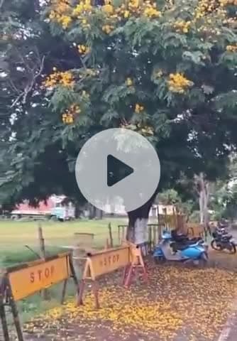 टीकमगढ़: टीकमगढ़ में 24 घंटे में आधा इंच बारिश, ऑरेंज अलर्ट जारी