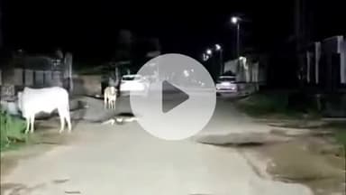 लाडपुरा: बोरखेड़ा थाना क्षेत्र के अंजलि विहार कॉलोनी में सड़क पर आया मगरमच्छ, वीडियो सोशल मीडिया पर हुआ वायरल