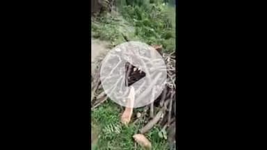 सिराथू: ककोढ़ा इलाके में प्रतिबंधित पेड़ काटे जाने की तस्वीरें आईं सामने, पर्यावरण को हो सकता है नुकसान, इलाकाई पुलिस पर उठे सवाल