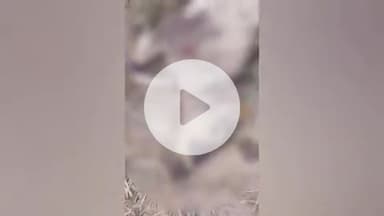 జడ్చర్ల: మోదంపల్లి గ్రామంలో కుక్కల దాడిలో లేగ దూడ మృతి