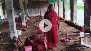 हज़ारीबाग: अमनारी, केसडा और घुघुलिया में झुंड से बिछड़े हाथी का उत्पात, फसल और मुर्गी फॉर्म को नुकसान