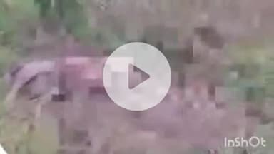 कोटला: कोटला में बुरी हालत में मिले 2 सांभरों के शव, सोशल मीडिया पर वीडियो हुआ वायरल