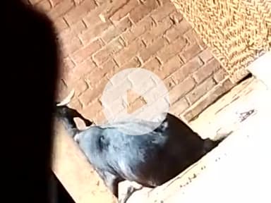 Koderma karanp@@@@@@@#r