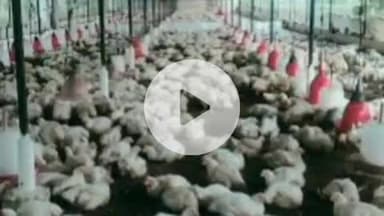 जयसिंहपुर: गोसाईंगंज में मुर्गी फार्म में धोखाधड़ी, कंपनी को ₹1.53 लाख का नुकसान