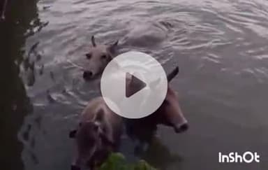 बारां: मूडंला पावर प्लांट के पास नहर में गिरी 3 गाय, गौरक्षकों ने जान जोखिम में डालकर गायों को सुरक्षित निकाला