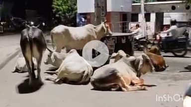 नवाबगंज: जैदपुर से बंगला बाजार तक छुट्टा मवेशियों का आतंक ग्रामीण हो रहे परेशान प्रशासन से पकड़वाने की लगाई गुहार #jansamasya