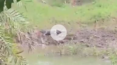 बीना: इटावा बाहरी क्षेत्र मोतीचूर नदी के पास फिर दिखा मगरमच्छ, लोगों में दहशत, वन विभाग को दी सूचना