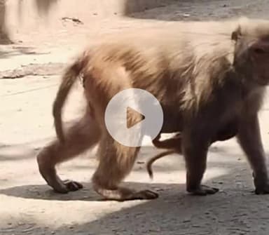 उतरौला: उतरौला नगर में बंदरों का बड़ा आतंक, नगर के लोग हो रहे हैं परेशान