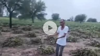 तारानगर: महलाना दिखनादा में भारी बरसात से 15 बीघा में किसान की फसल नष्ट का आरोप, बीमा कंपनी को ललकारते किसान का #vedio आया सामने