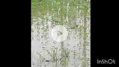 सिरोंज: क्षेत्र में लगातार 5 दिन से हो रही बारिश से किसानों की फसलें खराब