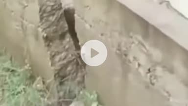 झंडूता: लगातार बारिश के कारण सुन्हाणी में दुखद हादसा, पशुशाला की छत गिरी, गाय की गला घुटने से हुई मौत