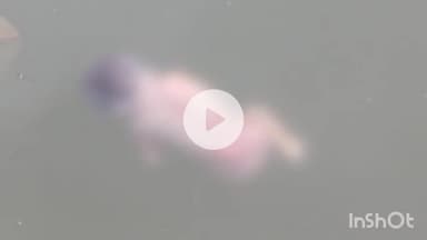 बटियागढ़: बटियागढ़: जूड़ी नदी में तैरता मिला नवजात का भ्रूण, पुलिस को दी गई सूचना