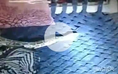 एत्मादपुर: घड़ी खंजर में सोते समय युवक की चारपाई पर पहुंचा 10 फीट लंबा अजगर