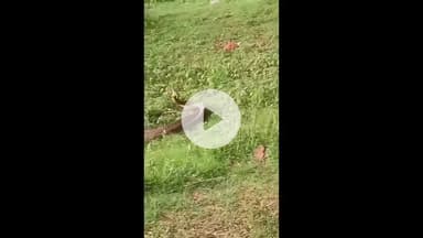 झांसी: कोछाभांवर के पास खेत में दो सांपों का डांस हुआ वायरल