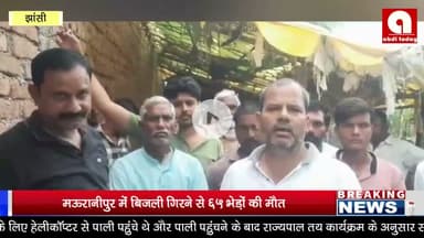 मऊरानीपुर में बिजली गिरने से 65 भेड़ों की मौत