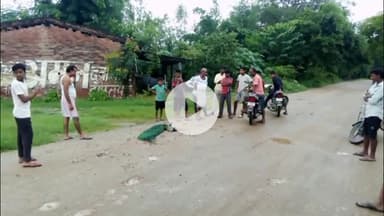 जयसिंहपुर: डोमनपुर गांव के पास सड़क दुर्घटना में राष्ट्रीय पक्षी मोर हुआ घायल, वन विभाग की टीम ने अग्रिम कार्रवाई शुरू की