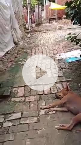 सुल्तानपुर: सुल्तानपुर में एक व्यक्ति ने सरकारी खड़ंजे की ईंटें उखाड़कर 15 फुट रास्ता तोड़ा, ग्रामीणों ने DM से की शिकायत