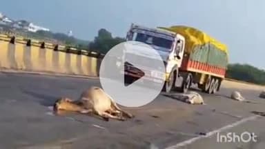 डबरा सिंध पुल पर अज्ञात वाहन ने गोवंश को मारी टक्कर, पांच की मौत