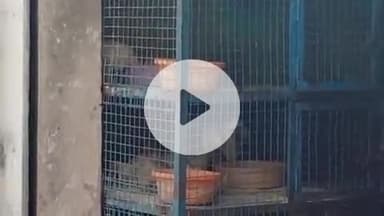 झांसी: 27 अगस्त को जैन धर्म के पर्यूषण एवं क्षमा पर्व पर सभी मीट की दुकानें रहेंगी बंद, पशु कल्याण अधिकारी ने दी जानकारी