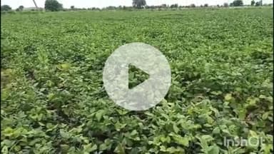 समुद्रपूर: तालुक्यात अनेक शेतात सोयाबीन पिकावर यलोमोझ्याक रोगाचा प्रादुर्भाव:शेतकऱ्यांमध्ये चिंतेचे वातावरण