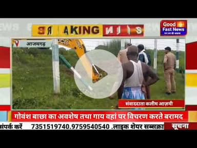 गोवंश बाछा का अवशेष तथा गाय वहां पर विचरण करते बरामद,गाय को गोवंश आश्रय स्थल मुबारकपुर लाया गया