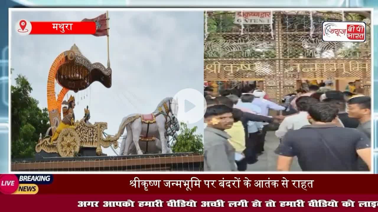 Mathura News: #बंदरों के #आतंक से राहत, श्रीकृष्ण #जन्मस्थान सेवा संस्थान ने शुरू की अनोखी पहल
#मथुरा
