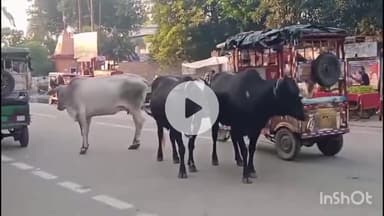 संभल: सदर कोतवाली इलाके में चंदोसी चौहराये चौधरी सराय पर आवारा पशुओं का आतंक, प्रशासन की लापरवाही से नहीं होती कार्रवाई, हादसे