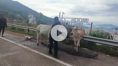 झंडूता: किरतपुर-नेरचौक फोरलेन पर भगेड़ के समीप गौवंश की सुरक्षा के लिए लगाए गए रिफ्लेक्टर बैंड